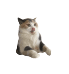 モフモフ猫のもふちゃん（個別スタンプ：19）
