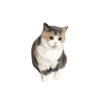 モフモフ猫のもふちゃん（個別スタンプ：22）