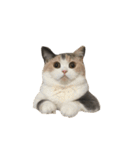モフモフ猫のもふちゃん（個別スタンプ：23）