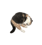 モフモフ猫のもふちゃん（個別スタンプ：24）