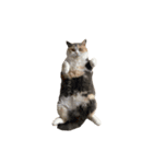 モフモフ猫のもふちゃん（個別スタンプ：25）