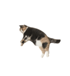 モフモフ猫のもふちゃん（個別スタンプ：26）