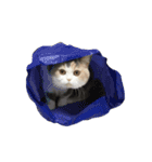 モフモフ猫のもふちゃん（個別スタンプ：27）