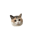 モフモフ猫のもふちゃん（個別スタンプ：30）