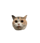 モフモフ猫のもふちゃん（個別スタンプ：31）
