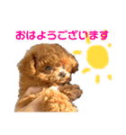 トイプードルのコロンちゃんスタンプ（個別スタンプ：1）