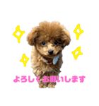 トイプードルのコロンちゃんスタンプ（個別スタンプ：3）
