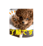 トイプードルのコロンちゃんスタンプ（個別スタンプ：7）