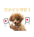 トイプードルのコロンちゃんスタンプ（個別スタンプ：9）