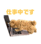 トイプードルのコロンちゃんスタンプ（個別スタンプ：16）