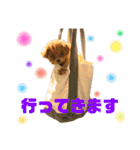 トイプードルのコロンちゃんスタンプ（個別スタンプ：17）