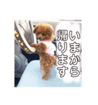 トイプードルのコロンちゃんスタンプ（個別スタンプ：18）