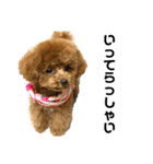 トイプードルのコロンちゃんスタンプ（個別スタンプ：19）