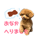 トイプードルのコロンちゃんスタンプ（個別スタンプ：20）
