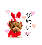 トイプードルのコロンちゃんスタンプ（個別スタンプ：30）