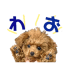 トイプードルのコロンちゃんスタンプ（個別スタンプ：31）