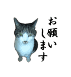続 ねこが言う（個別スタンプ：1）