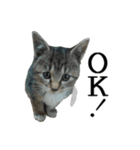 続 ねこが言う（個別スタンプ：2）