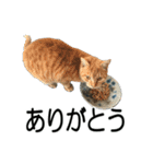 続 ねこが言う（個別スタンプ：3）