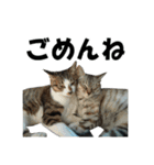 続 ねこが言う（個別スタンプ：4）