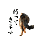 続 ねこが言う（個別スタンプ：5）