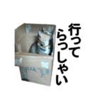 続 ねこが言う（個別スタンプ：6）