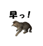 続 ねこが言う（個別スタンプ：8）