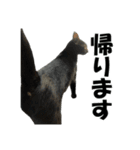 続 ねこが言う（個別スタンプ：9）