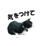 続 ねこが言う（個別スタンプ：10）