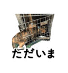 続 ねこが言う（個別スタンプ：11）