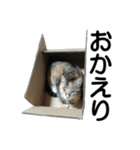 続 ねこが言う（個別スタンプ：12）
