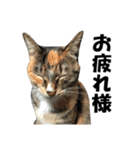 続 ねこが言う（個別スタンプ：13）