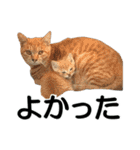 続 ねこが言う（個別スタンプ：14）