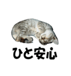 続 ねこが言う（個別スタンプ：15）