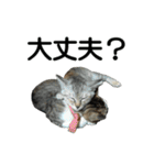 続 ねこが言う（個別スタンプ：16）