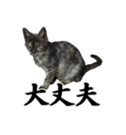続 ねこが言う（個別スタンプ：17）
