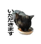 続 ねこが言う（個別スタンプ：18）