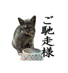 続 ねこが言う（個別スタンプ：19）