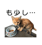 続 ねこが言う（個別スタンプ：20）