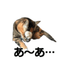 続 ねこが言う（個別スタンプ：21）