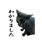 続 ねこが言う（個別スタンプ：22）
