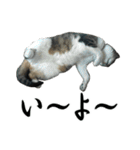 続 ねこが言う（個別スタンプ：23）