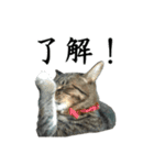 続 ねこが言う（個別スタンプ：24）