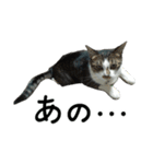続 ねこが言う（個別スタンプ：25）
