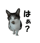 続 ねこが言う（個別スタンプ：26）