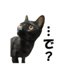 続 ねこが言う（個別スタンプ：27）
