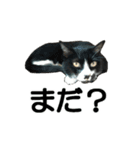 続 ねこが言う（個別スタンプ：28）