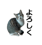 続 ねこが言う（個別スタンプ：30）
