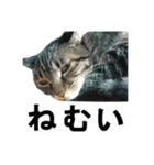 続 ねこが言う（個別スタンプ：31）