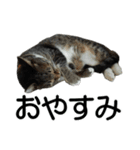 続 ねこが言う（個別スタンプ：32）